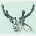Finnmark beauty