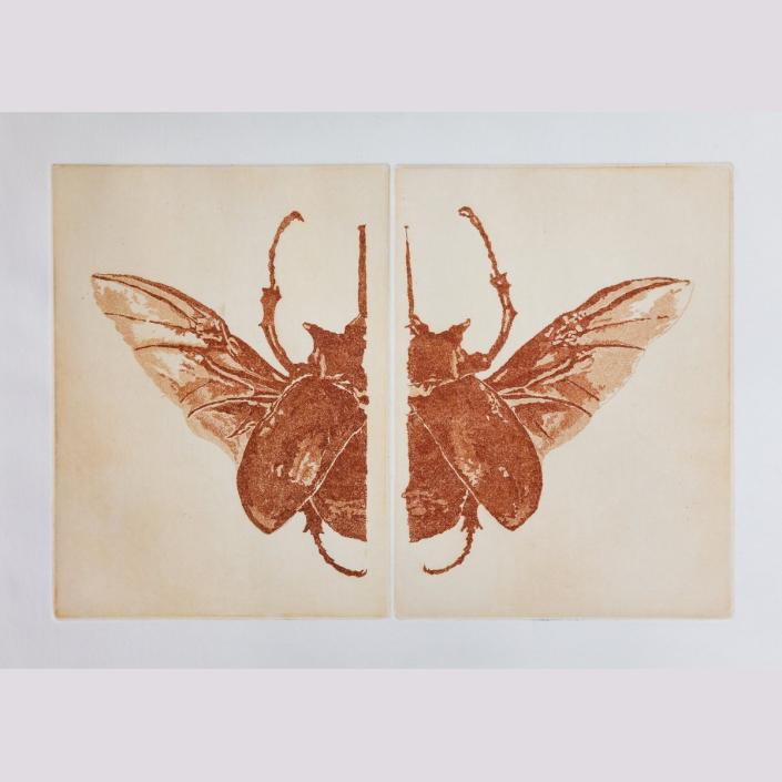 No entomophobia – Megasoma Elephas