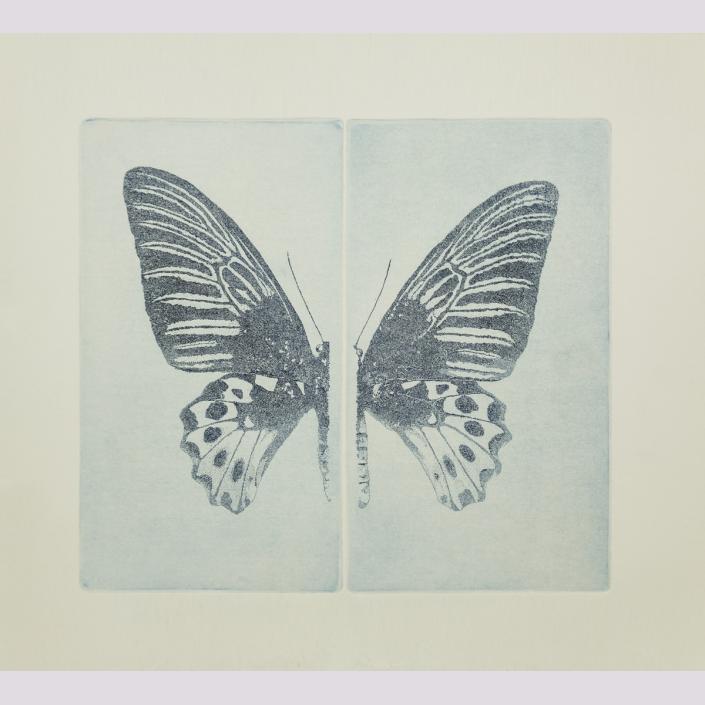 No entomophobia – Troides Hypolitus