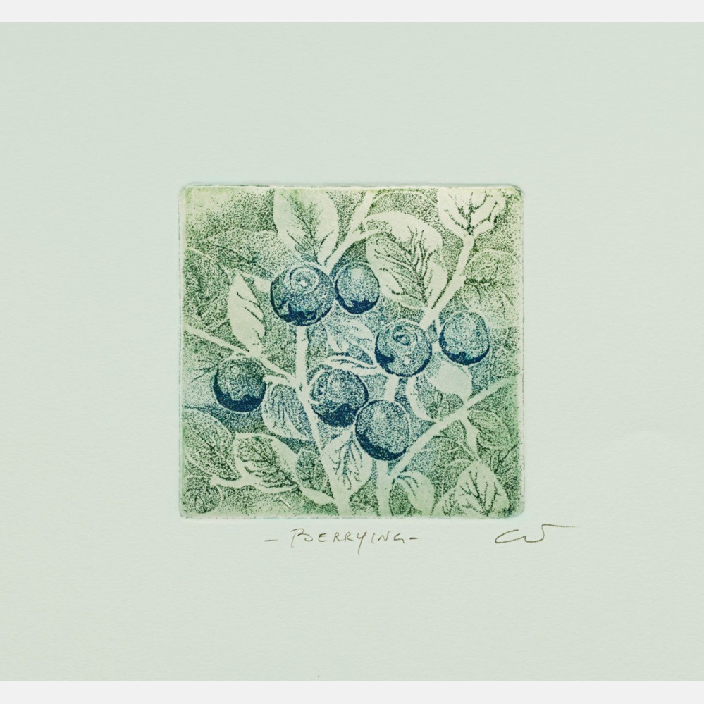 Berrying: Blåbær
