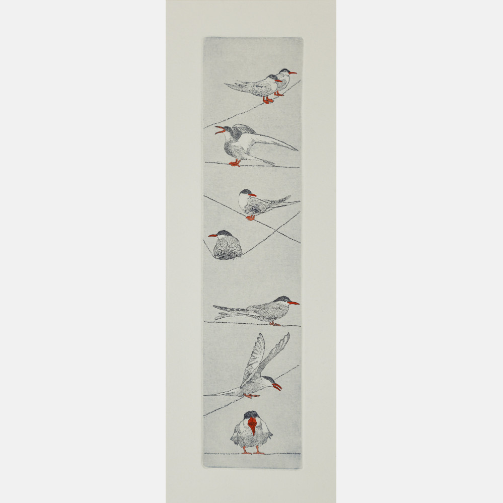 Chatty birds