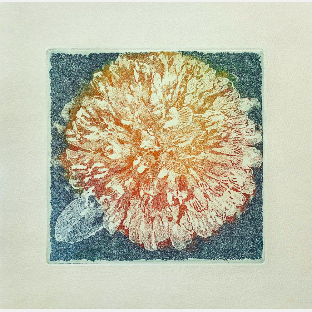 Herbarium-All-grass-colours–Rødkløver