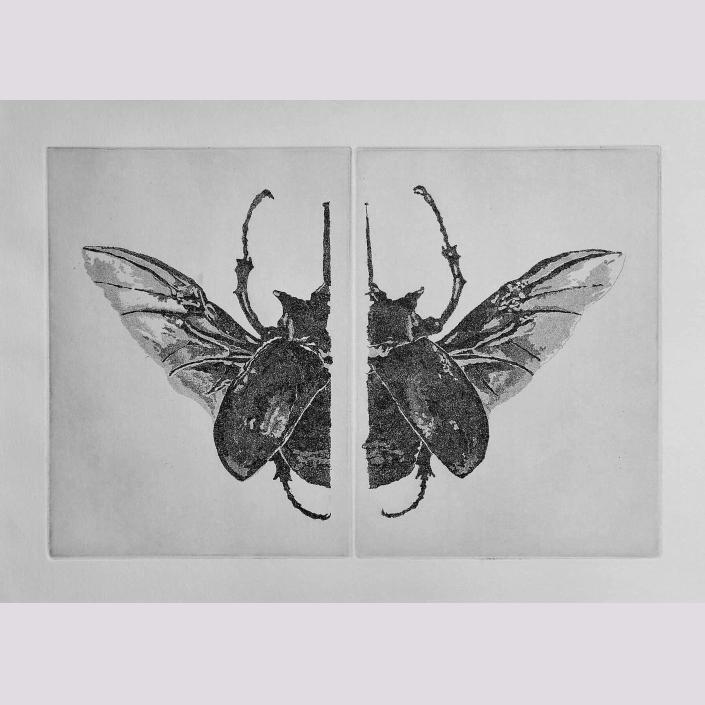 Megasoma Elephas (2 plates)