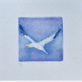 Finnmark airlines Havsule B