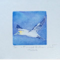 Finnmark airlines Havsule C