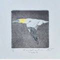 Finnmark airlines Havsule D