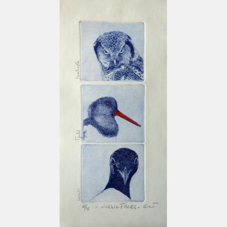 Nordic faces..Haukugle, Tjeld, Lomvi