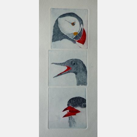 Nordic faces..Lunde, Teist, Rødnebbterne